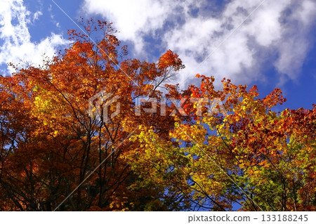 燃燒的秋天 133188245