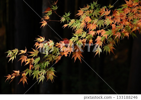 燃燒的秋天 133188246