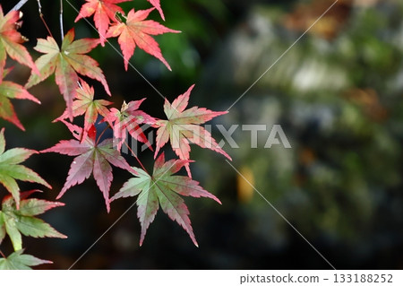 Burning Autumn 133188252