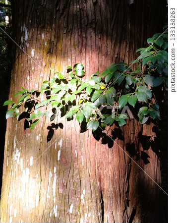Autumn Ise Shrine 133188263