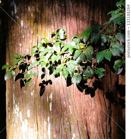 Autumn Ise Shrine 133188264
