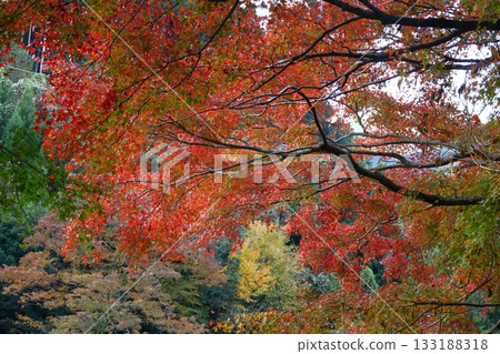 燃燒的秋天 燃燒的秋天 133188318