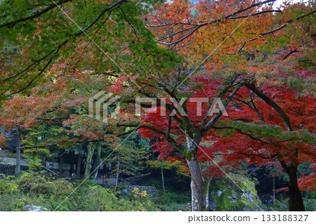 燃燒的秋天 燃燒的秋天 133188327