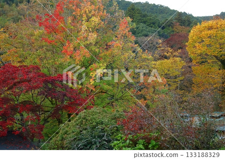 燃燒的秋天 133188329