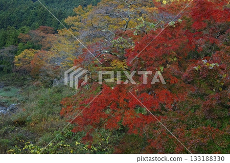 燃燒的秋天 133188330
