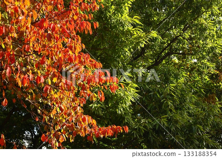 Burning Autumn Burning Autumn 133188354