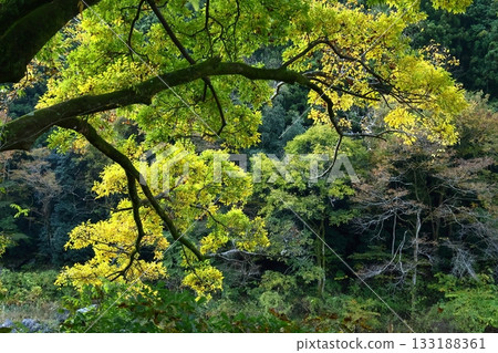 燃燒的秋天 燃燒的秋天 133188361