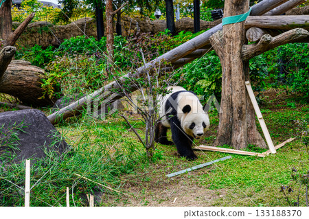 上野動物園熊貓森林熊貓小小(截至2025年11月) 上野動物園熊貓森林熊貓小小(截至2025年11月) 133188370