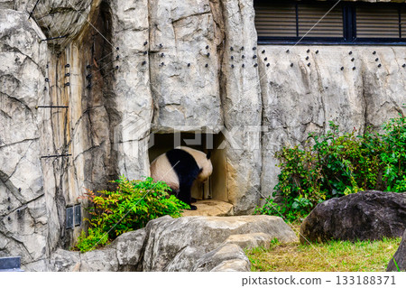 Ueno Zoo Panda Forest Panda Xiao Xiao (as of November 2025) 133188371