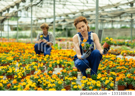 Gardening female worker in overall inspects young marigolds plants after treatment with antifungal drugs. Care, supervision, fungicides Gardening female worker in overall inspects young marigolds plants after treatment with antifungal drugs. Care, supervision, fungicides 133188638