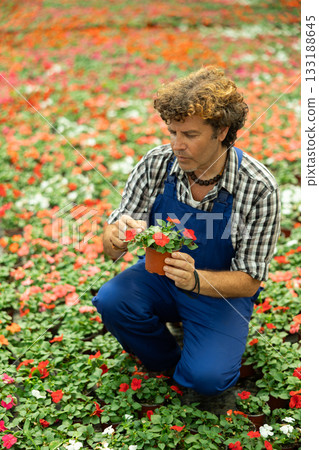 Man garden shop worker holding a balsam flower Man garden shop worker holding a balsam flower 133188645