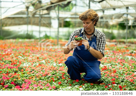 Male farm worker caring for flowers of the Balsaminaceae genus in greenhouse 133188646