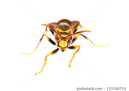 A front view of a paper wasp (queen bee) A front view of a paper wasp (queen bee) 133188733