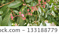 Closeup of a branch with flowers and buds of the crape myrtle shrub, with a blurred background. 133188779