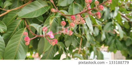 Closeup of a branch with flowers and buds of the crape myrtle shrub, with a blurred background. 133188779
