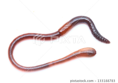 Brown treeworm (black treeworm) Brown treeworm (black treeworm) 133188783