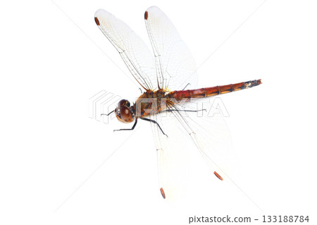 Akiakane (female) Akiakane (female) 133188784