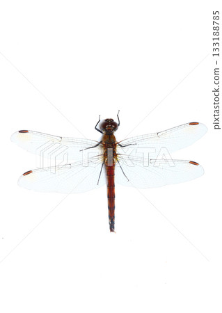Autumn darter (female) seen from above 133188785