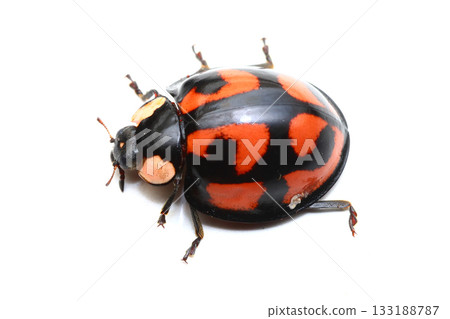 山茶花帳篷 山茶花帳篷 133188787