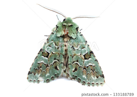 Kenmon Midori Kiriga 133188789