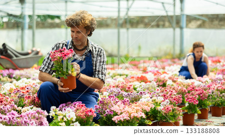Male worker inspecting geranium in greenhouse 133188808