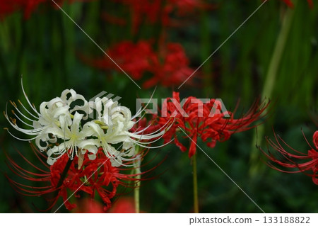 激情花 133188822