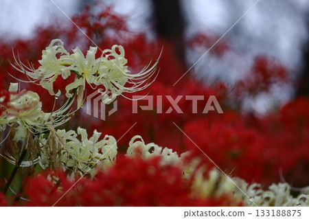 Passion flowers Passion flowers 133188875