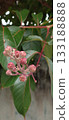 Close-up of a branch with buds of the crape myrtle shrub (Lagerstroemia indica), with blurred foliage in the background. 133188888