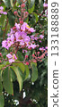 Close-up of a branch with flowers and buds of the crape myrtle shrub (Lagerstroemia indica), with foliage in the blurred background. 133188889