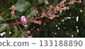 Close-up of a branch with flowers and buds of the crape myrtle shrub (Lagerstroemia indica), with foliage in the blurred background. 133188890