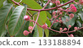 Close-up of a branch with flowers and buds of the crape myrtle shrub (Lagerstroemia indica), with foliage in the blurred background. 133188894