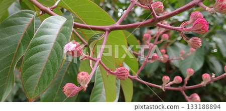 Close-up of a branch with flowers and buds of the crape myrtle shrub (Lagerstroemia indica), with foliage in the blurred background. 133188894