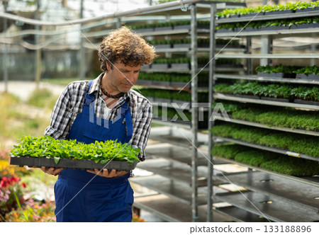 Man garden store worker with seedlings in her hands 133188896