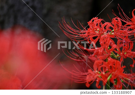 激情花 133188907