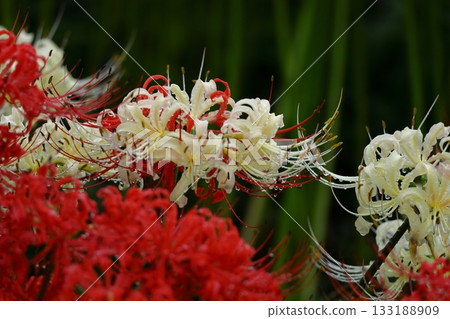 激情花 激情花 133188909