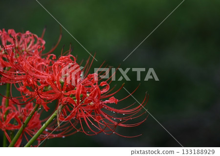 激情花 激情花 133188929