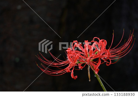 Passion flowers 133188930