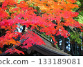 山形縣南陽市熊野大社的楓樹 133189081
