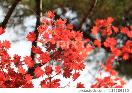 Bright red autumn leaves Bright red autumn leaves 133189110
