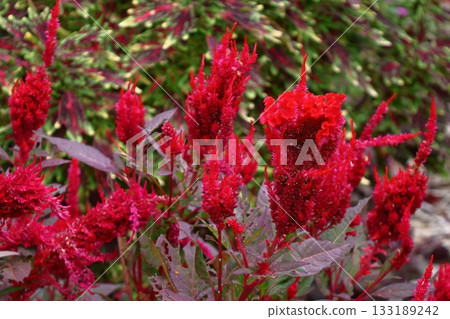 燃燒的火焰花 燃燒的火焰花 133189242