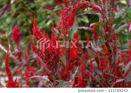燃燒的火焰花 燃燒的火焰花 133189243