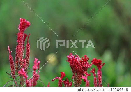 Burning flame flower 133189248