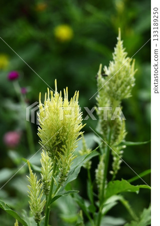 燃燒的火焰花 燃燒的火焰花 133189250