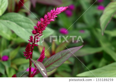 燃燒的火焰花 燃燒的火焰花 133189259