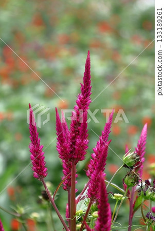 燃燒的火焰花 133189261