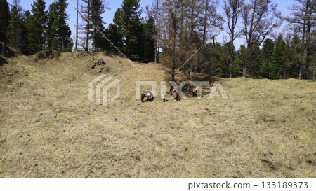 Horses grazing in a mountain meadow disappearing sequence. Media 133189373