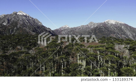 Majestic araucaria forest and snowy mountains in nahuel huapi national park 133189374