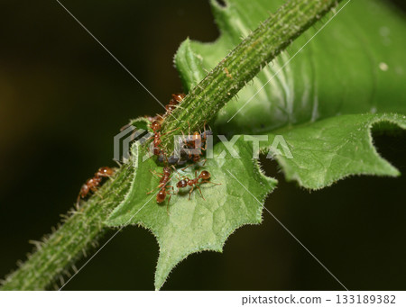 Ants graze a large group of aphids on the stem of a flowering shrub 133189382
