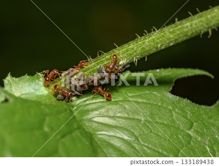 Red ants graze a large group of aphids on the stem of a flowering shrub 133189438