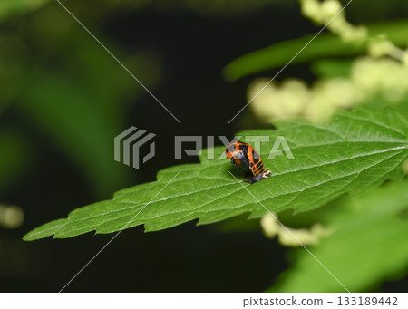 A close-up view of the larva of a Harlequin Ladybug on a shrub leaf in the forest in summer A close-up view of the larva of a Harlequin Ladybug on a shrub leaf in the forest in summer 133189442